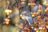 Cedar Waxwing