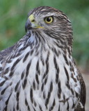 Cooper's Hawk