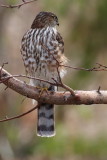 Sharpshinned HaWK