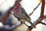House Finch