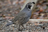 Male California Quail