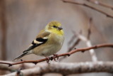 American Goldfinch