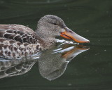 Northern Shoveler