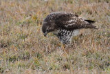 Red-tailed Hawk