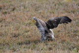 Red-tailed Hawk