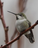 Anna's Hummingbird