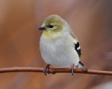 American Goldfinch