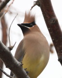 Cedar Waxwing