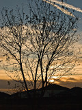Tree against sunset sky
