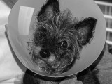 Conehead dog