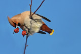 Bohemian Waxwing