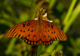 Fritillary on Beggar Tick Seed Plant.jpg