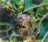 Green Lynx Spider with babies.jpg