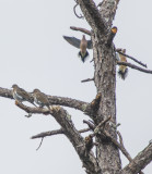 White Wing Dove.jpg