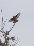 Vermillion in flight.jpg