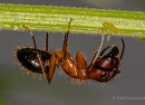 _MGL6735Carpenter ant 3.jpg