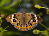 Buckeye Butterfly.jpg