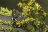 Callophrys gryneus sweadneri - Sweadners Juniper Hairstreak (Olive Hair Streak)2.jpg