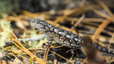 Fence Lizard Watermelon Pond.jpg