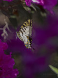 Giant Swallowtails High Springs-2.jpg