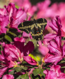 Giant Swallowtails High Springs-4.jpg