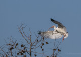 Lake City Wetlands Birders-7.jpg