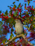 Mockingbird in Holly-Hauge Dairy.jpg