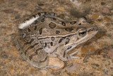 <i>Lithobates berlandieri</i><br>Rio Grande Leopard Frog