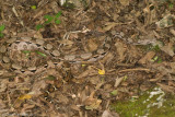 <i>Boa imperator</i><br><b>Central American Boa</b>