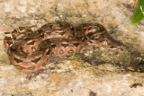 <i>Boa imperator</i><br><b>Central American Boa</b>