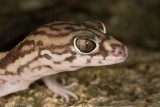 <i>Coleonyx elegans</i><br>Yucatan Banded Gecko