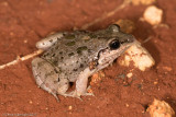 <i>Leptodactylus fragilis</i></br><b>Mexican White-lipped Frog</b>