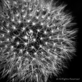 Dandelion Stars