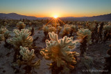 Cholla Cactus Sunrise
