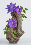 Drift Wood & Clematis