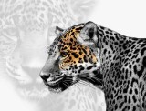 Jaguar Solitude