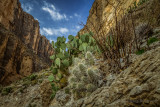 Canyon Cactus