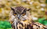 Eagle Owl  Bird Of Prey