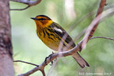 Cape May Warbler