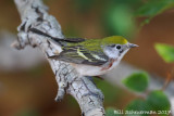 Chestnut-sided Warbler