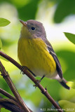 Magnolia Warbler