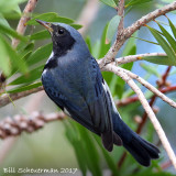 Black-throated Blue Warbler