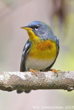 Northern Parula