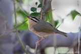 Worm-eating Warbler 