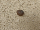 20170424 Small 1 Escargot.JPG