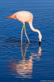 Flamingo chileno