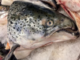3/18/2017  Fresh Atlantic Salmon Heads $3.99 / lb.