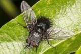 5/12/2017  Early Tachinid Fly (Epalpus signifer)