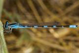 8/18/2017  Blue-fronted Dancer (Argia apicalis)