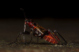 12/5/2017  Western Boxelder Bug nymph (Boisea rubrolineata)